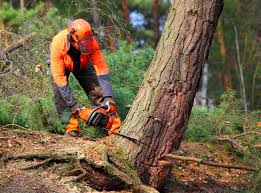 Best Utility Line Clearance  in Davenport, IA